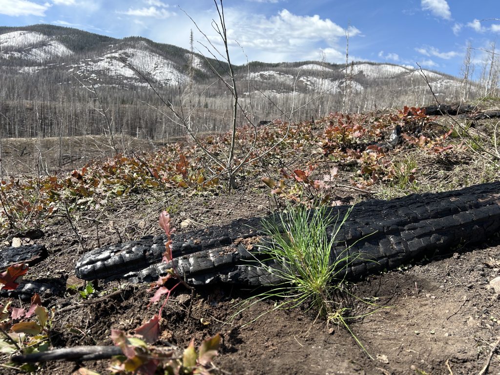 A green lodgepole pine seedling pokes out of the ground with a burned log in the background.