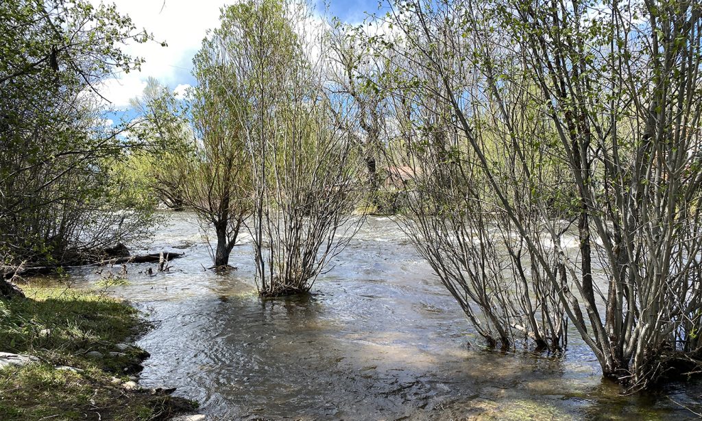 Willows and cottonwoods partially submerged in a river