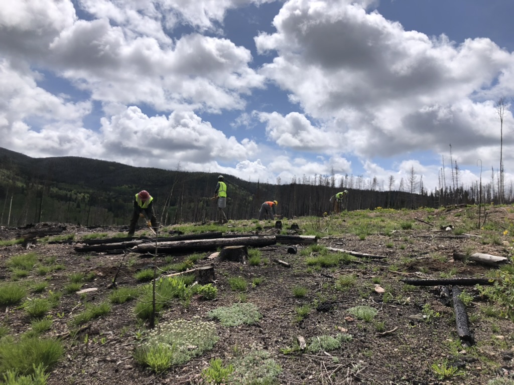 People plant tree sprouts in a burned forest area