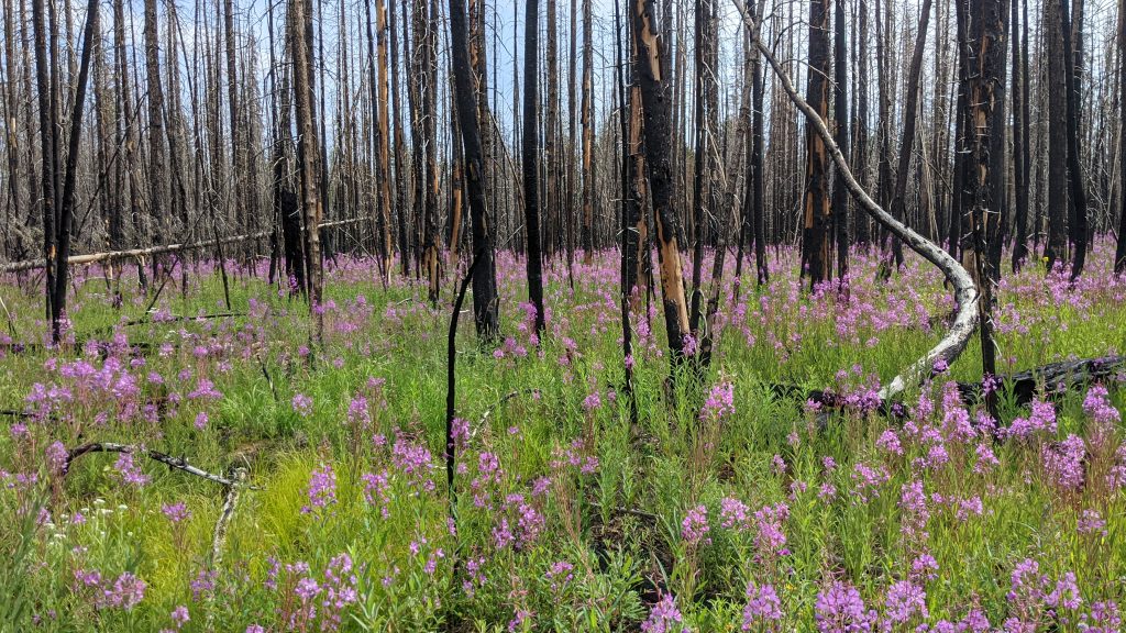 Standing dead trees with purple flowers growing around them.