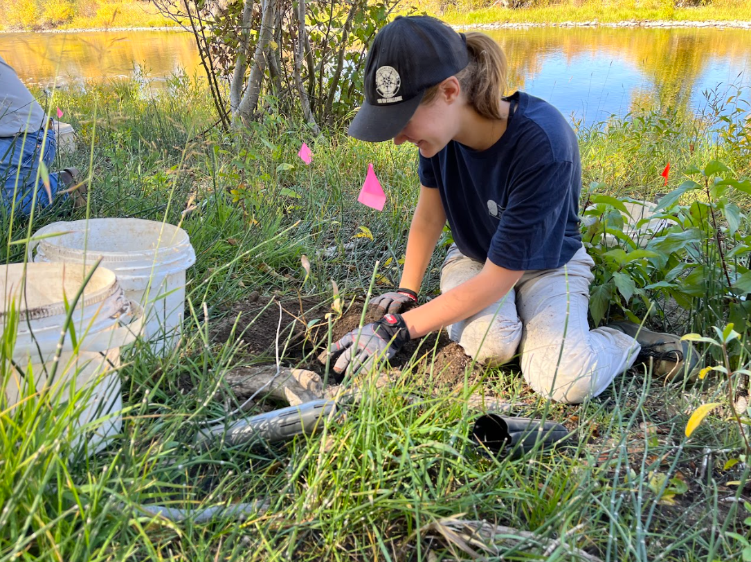 Emma works on planting a tree alongside a river