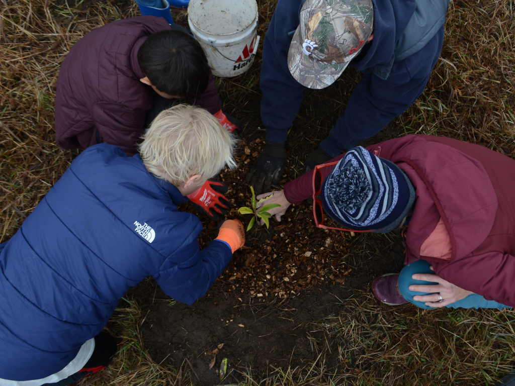 Overhead photo of people planting a tree sprout.